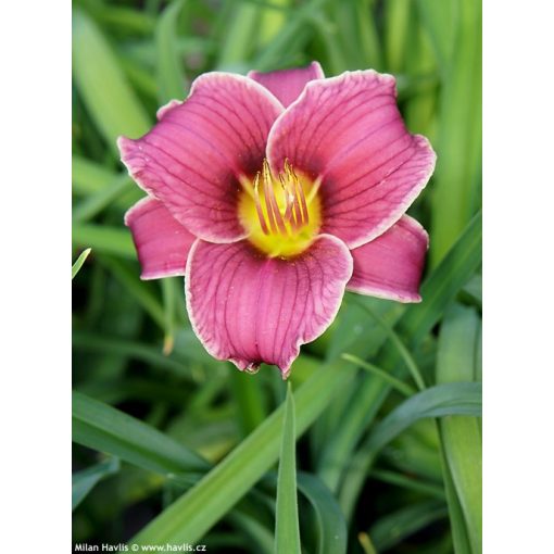 Hemerocallis Little Missy - Sásliliom