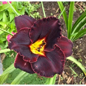 Hemerocallis Longfields Black Magic - Sásliliom