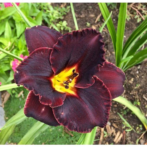 Hemerocallis Longfields Black Magic - Sásliliom