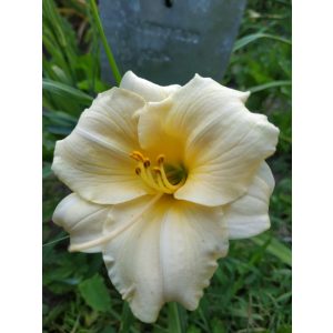 Hemerocallis 'Longfields Pearl' - Sásliliom