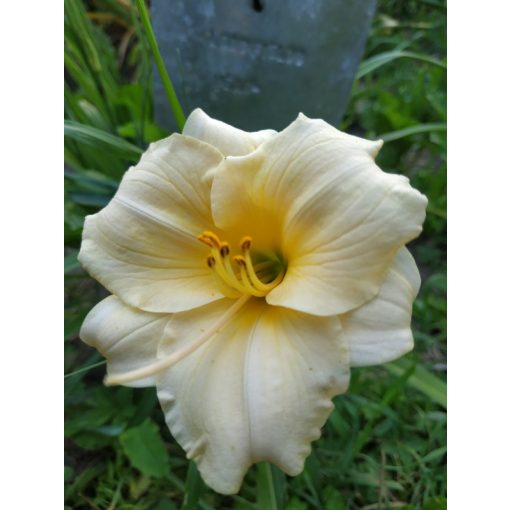 Hemerocallis Longfields Pearl - Sásliliom