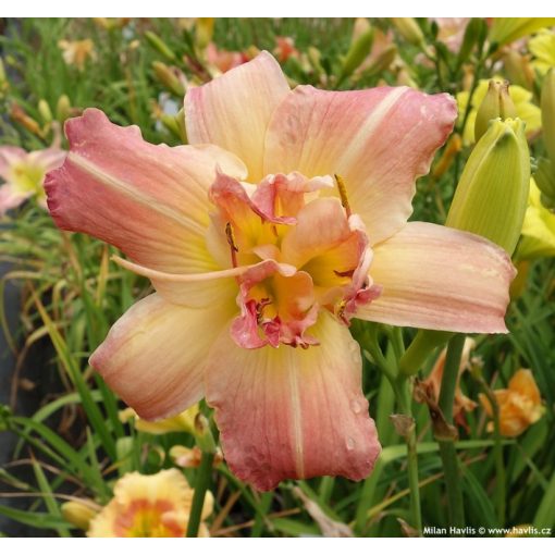 Hemerocallis Longfields Twins - Sásliliom