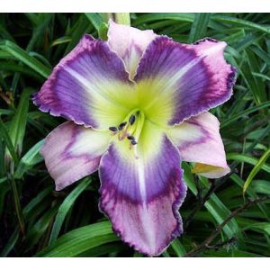 Hemerocallis Luzuli Bunting