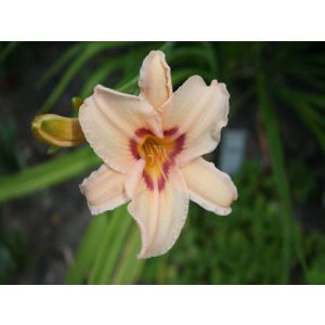 Hemerocallis Lynn Hall