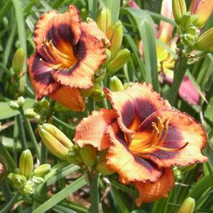 Hemerocallis Madeline Nettle Eye - Sásliliom