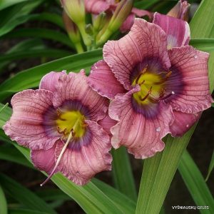 Hemerocallis Magic Elf - Sásliliom