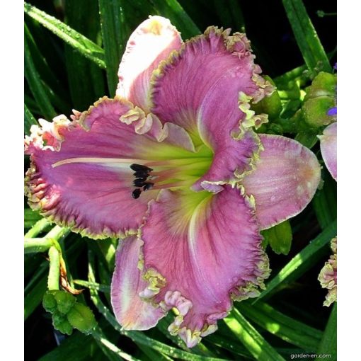 Hemerocallis Magic Lake - Sásliliom