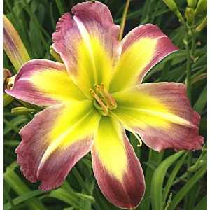 Hemerocallis Malachite Split - Sásliliom