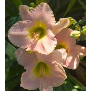 Hemerocallis Marchioness - Sásliliom