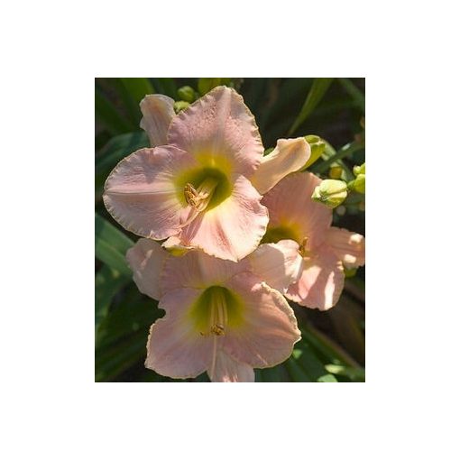 Hemerocallis Marchioness - Sásliliom