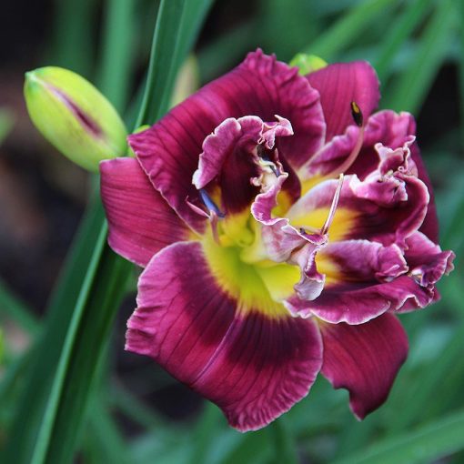 Hemerocallis Marion Tyus - Sásliliom