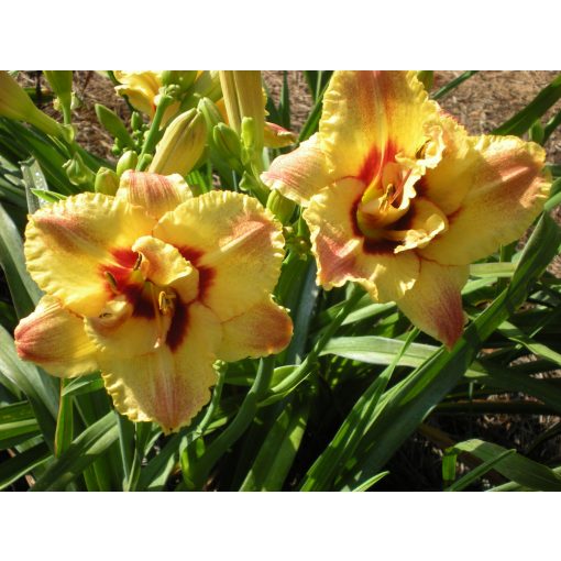 Hemerocallis Mark Bouquet - Sásliliom