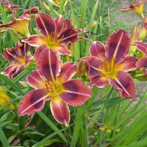 Hemerocallis Martian Dawn - Sásliliom