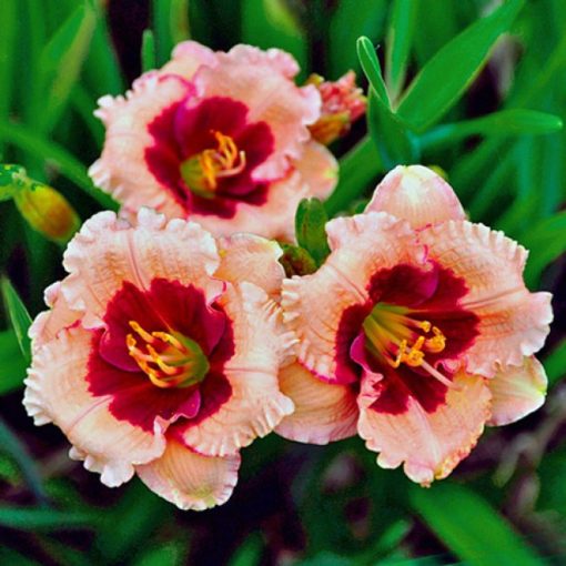 Hemerocallis Mary Ethel Anderson