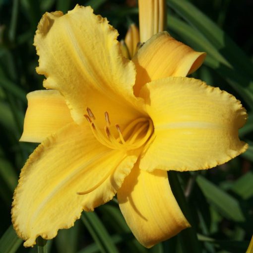 Hemerocallis Mary Todd - Sásliliom