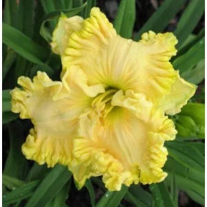 Hemerocallis Maryzell - Sásliliom