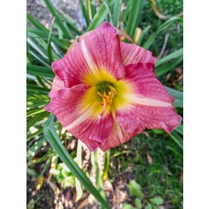 Hemerocallis Matrousjka