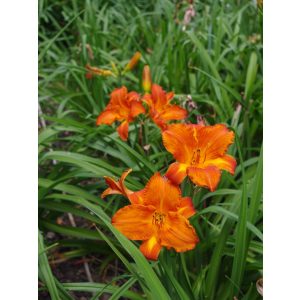 Hemerocallis Mauna Loa