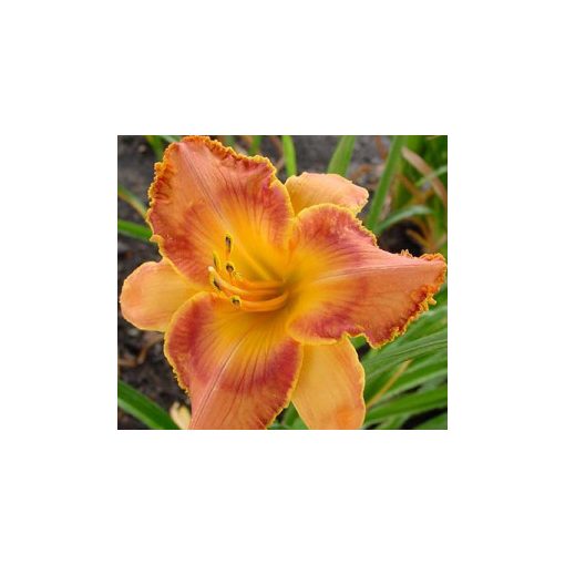 Hemerocallis Mayan Tapestry - Sásliliom