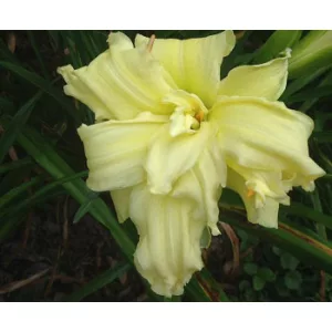 Hemerocallis Maymont Double