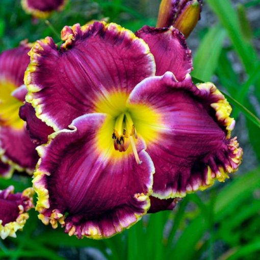 Hemerocallis Merlot