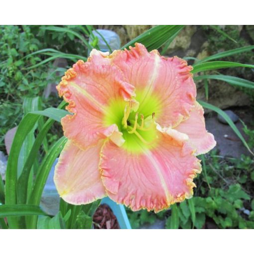 Hemerocallis Mesa Verde