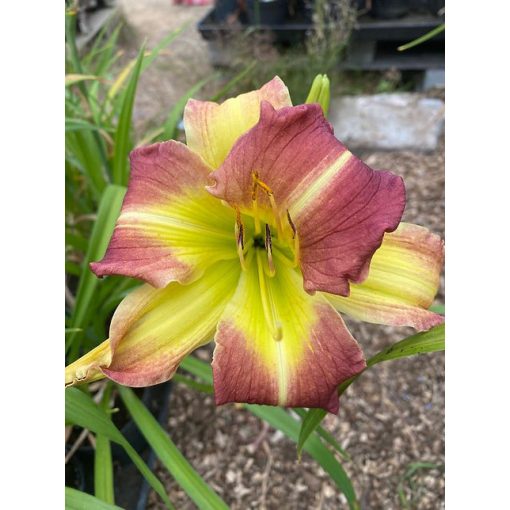 Hemerocallis Mike Reed - Sásliliom