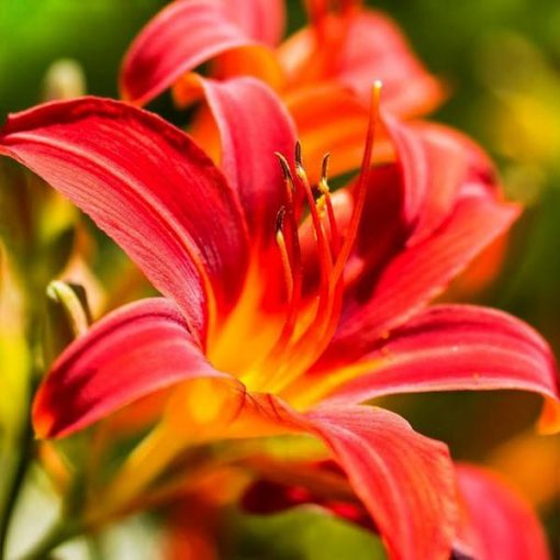 Hemerocallis Mini Spider - Sásliliom