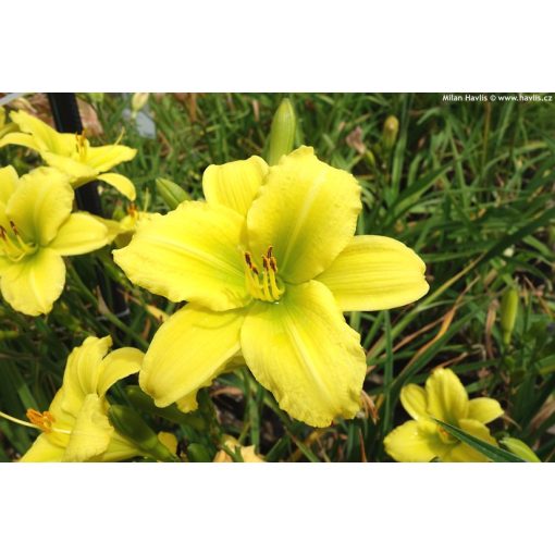 Hemerocallis Missouri Beauty - Sásliliom