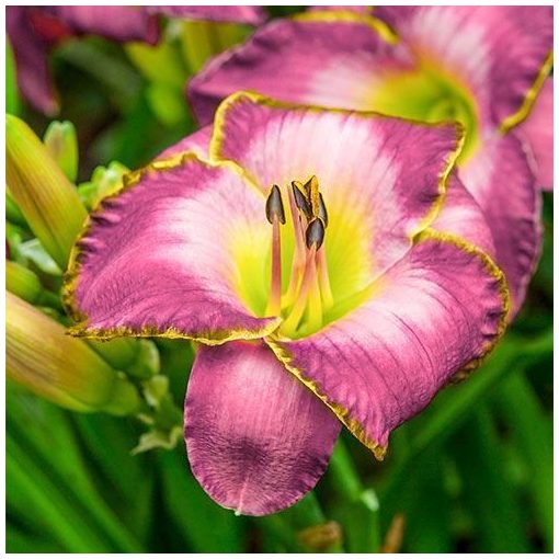 Hemerocallis Moroccan Sunrise - Sásliliom