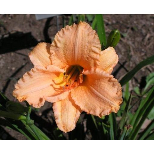 Hemerocallis Naomi Ruth