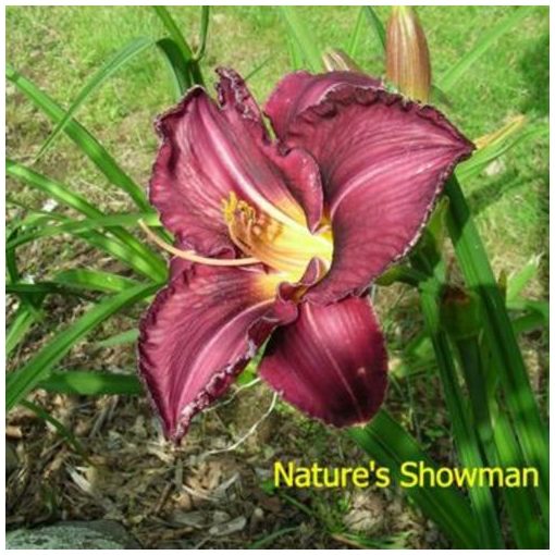 Hemerocallis Nature Showman - Sásliliom