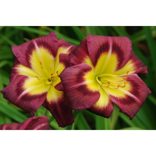 Hemerocallis Night Beacon - Sásliliom