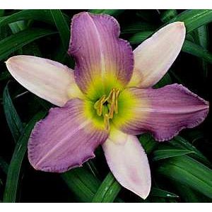 Hemerocallis Nile Crane - Sásliliom