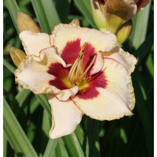 Hemerocallis Nippon - Sásliliom