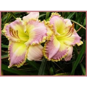 Hemerocallis No Greater Love - Sásliliom