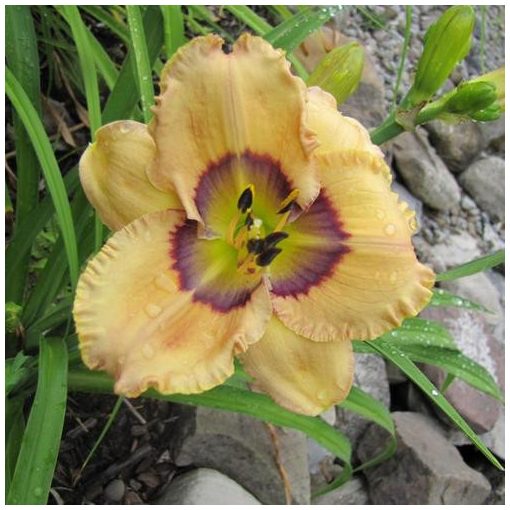 Hemerocallis Ocean Eleven - Sásliliom