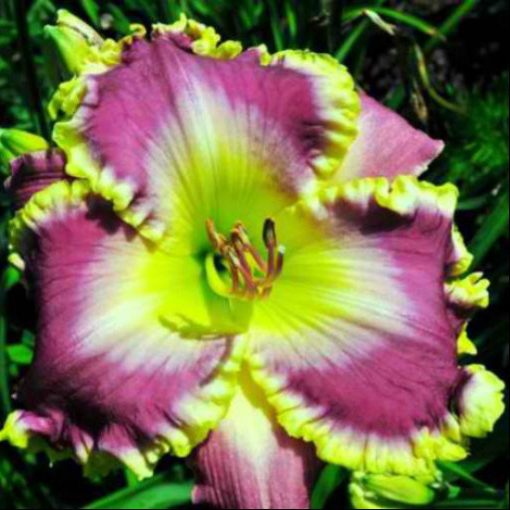 Hemerocallis Ocean Rainbow