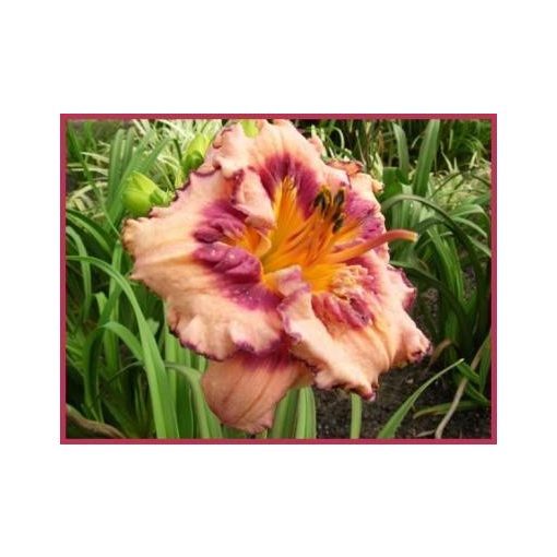 Hemerocallis Ohio Discovery - Sásliliom