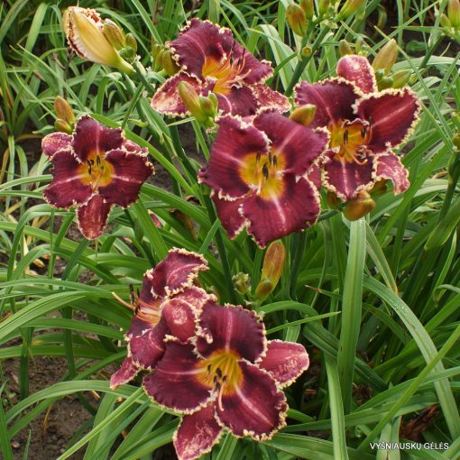 Hemerocallis Oklahoma Sand Burr - Sásliliom