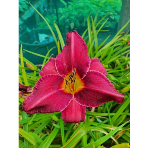 Hemerocallis Olive Bailey Langdon - Sásliliom