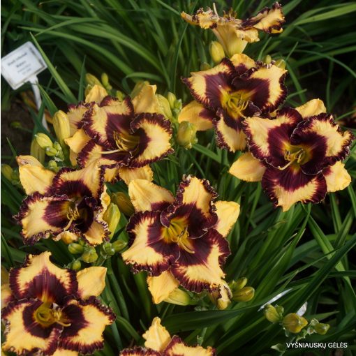 Hemerocallis Open My Eyes - Sásliliom