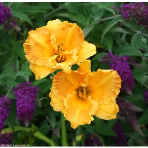 Hemerocallis Orange Nassau - Sásliliom