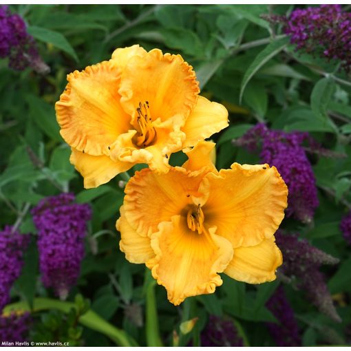 Hemerocallis Orange Nassau - Sásliliom