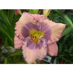 Hemerocallis Orchid Elegance - Sásliliom