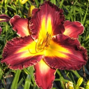 Hemerocallis Oriental Beauty - Sásliliom