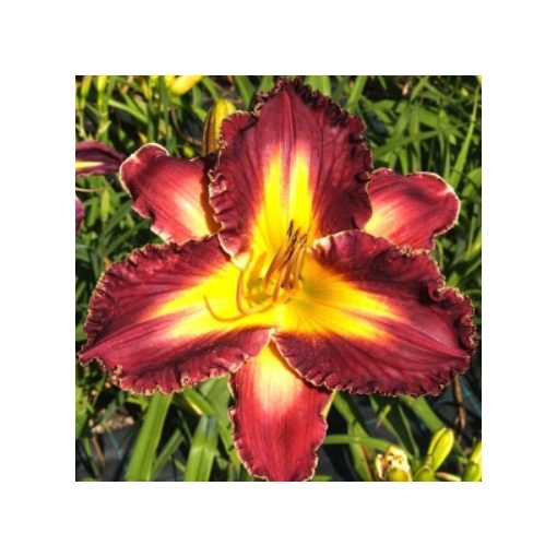 Hemerocallis Oriental Beauty - Sásliliom