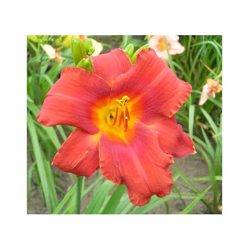 Hemerocallis Outback Jack - Sásliliom