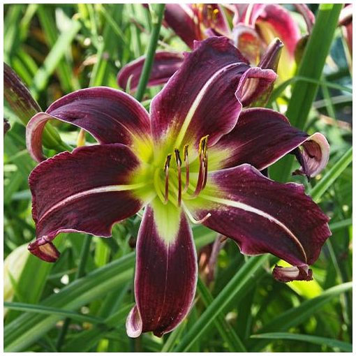 Hemerocallis Paint it Black - Sásliliom