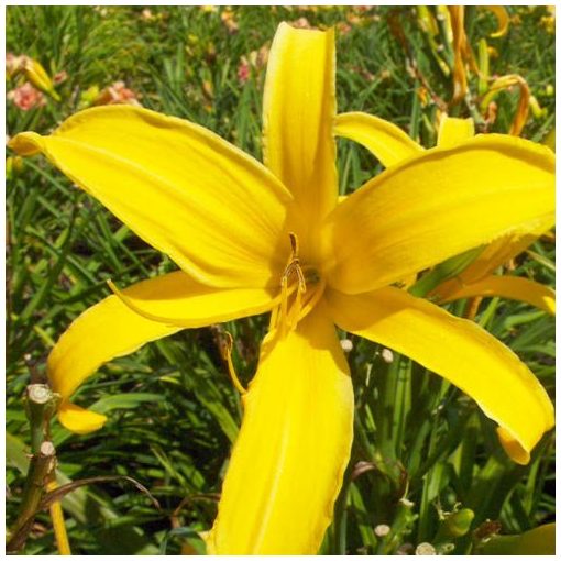 Hemerocallis Panama Jack - Sásliliom